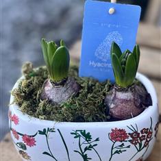 Hyacinth bulbs in a pot