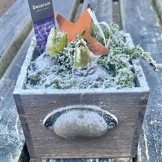 Bulbs in a pot with Christmas star