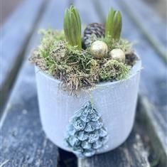 Hyacinths in Christmas Tree pot