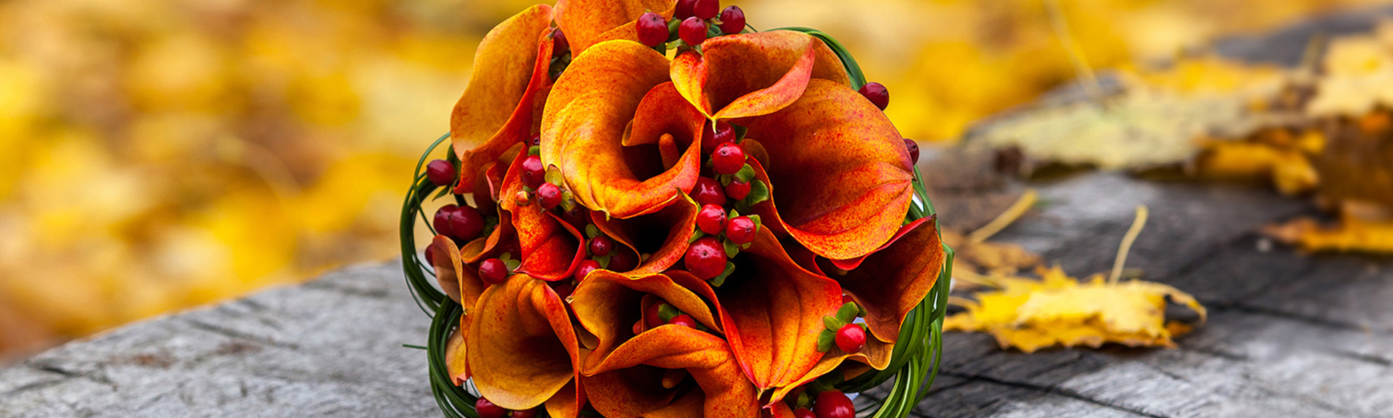Tulipa Florist